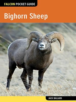 cover image of Bighorn Sheep